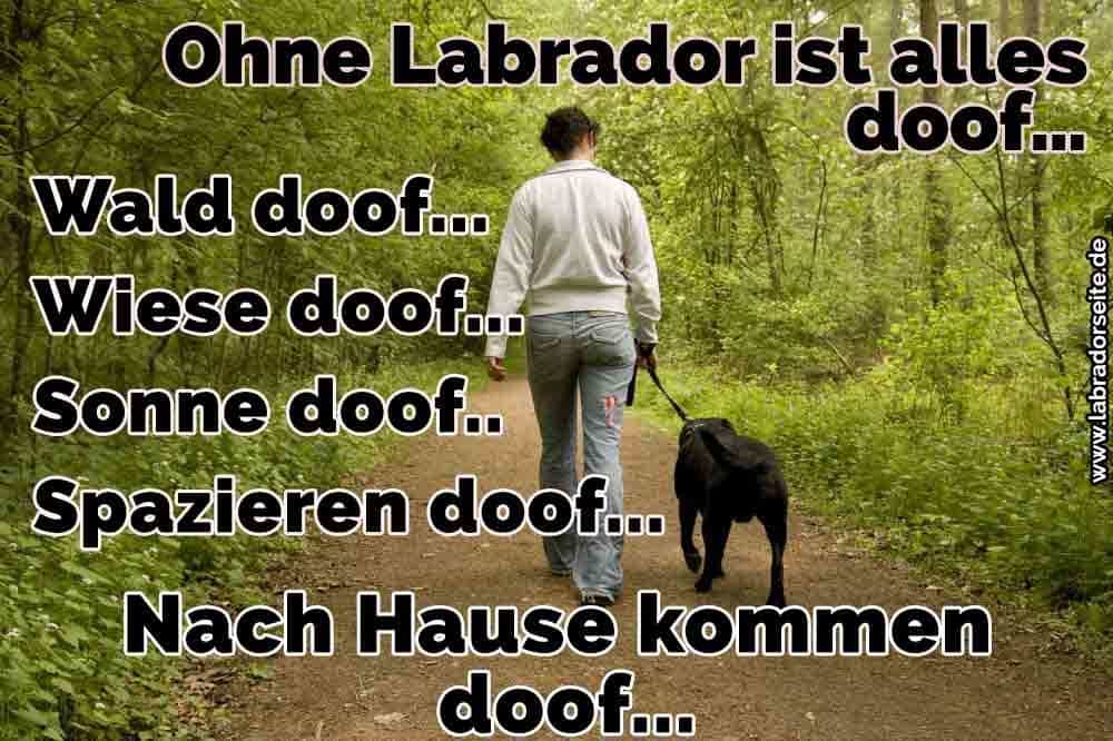 Labrador Zitate Und Sprüche