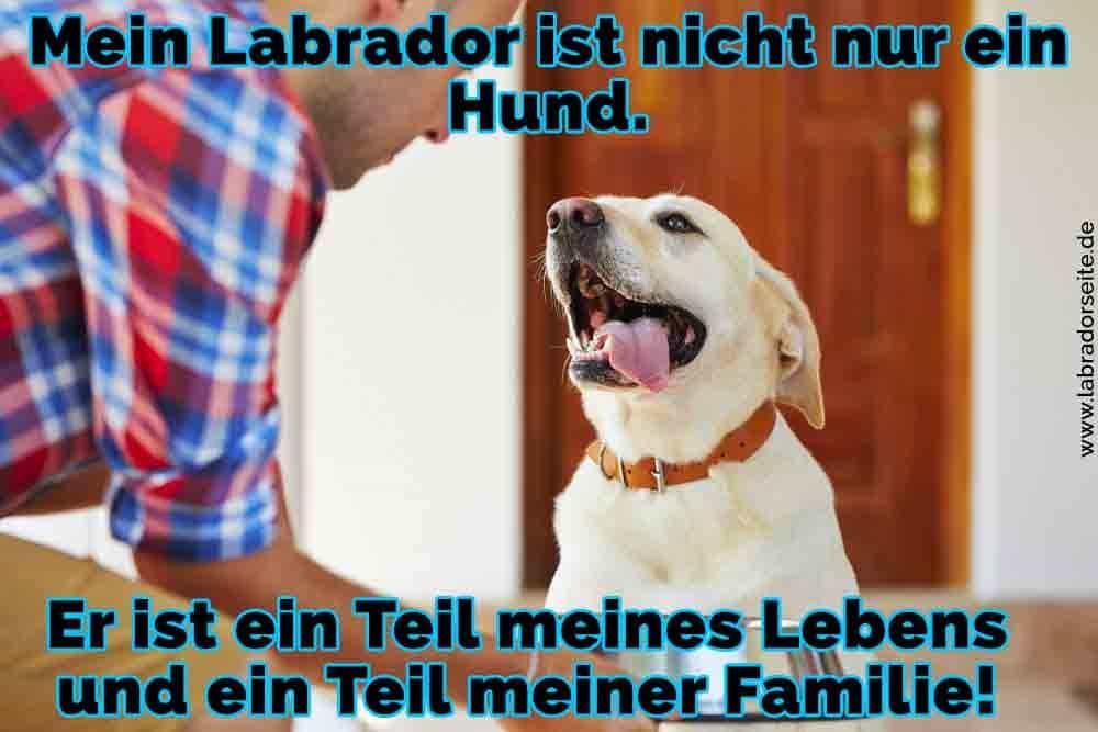 Labrador Zitate Und Sprüche