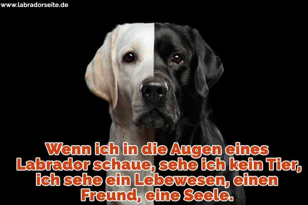 Labrador Zitate Und Sprüche