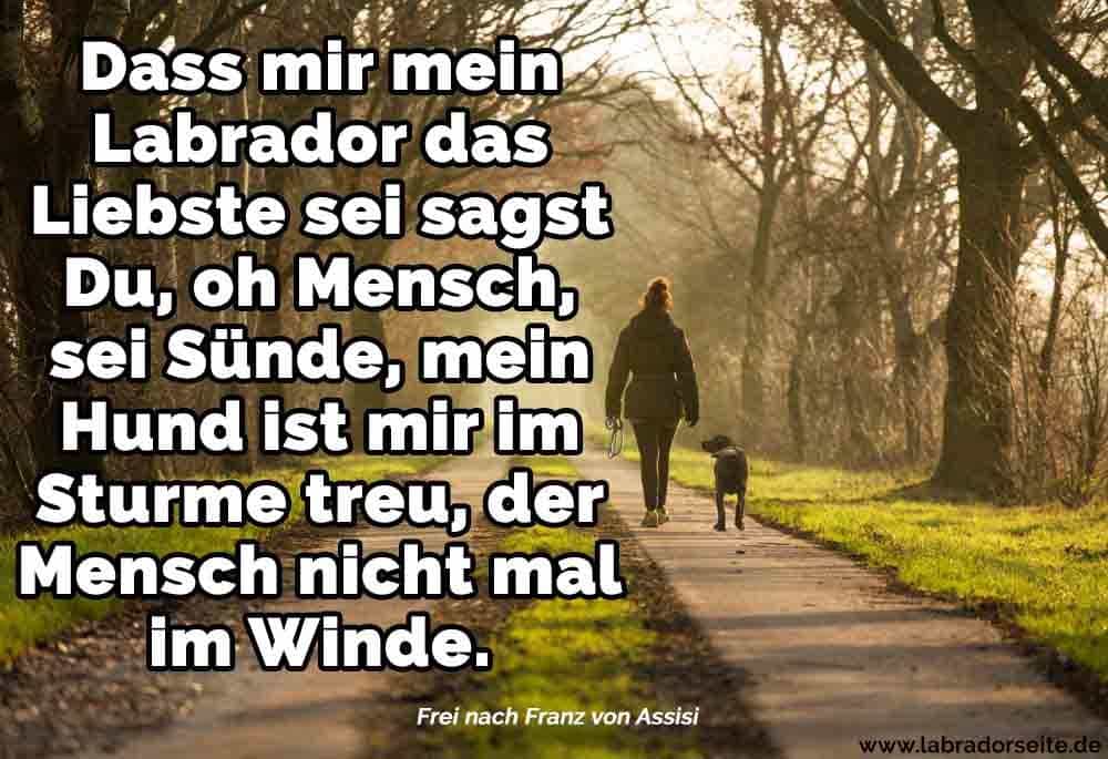 Labrador Zitate Und Sprüche