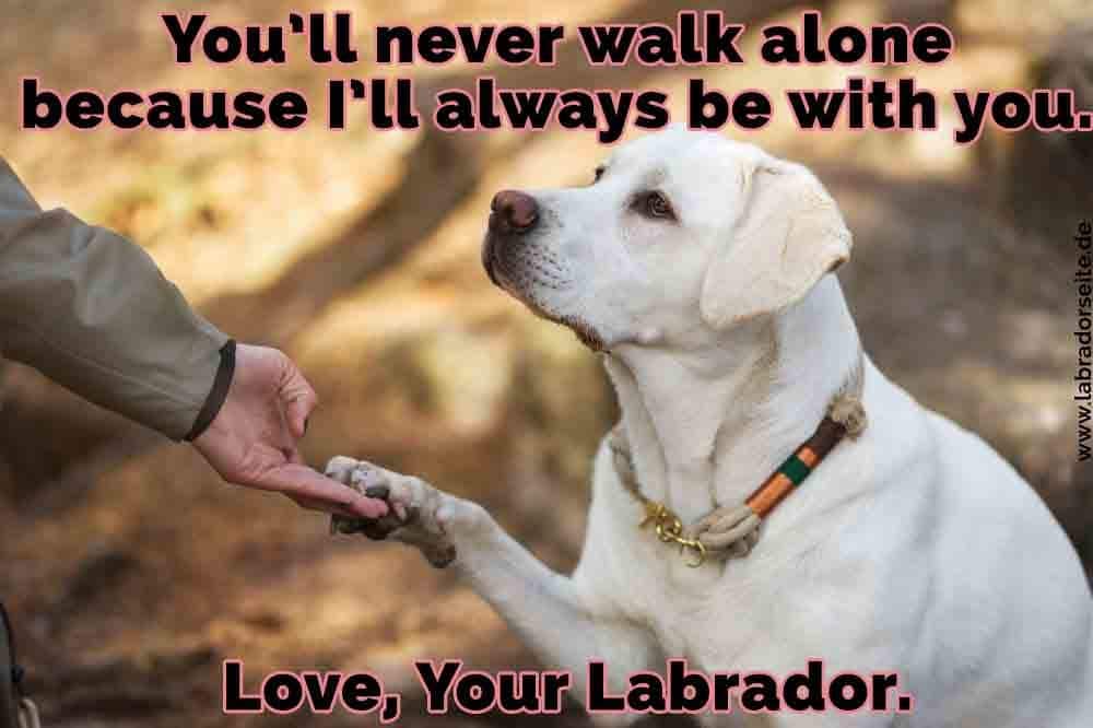 Labrador Zitate Und Sprüche