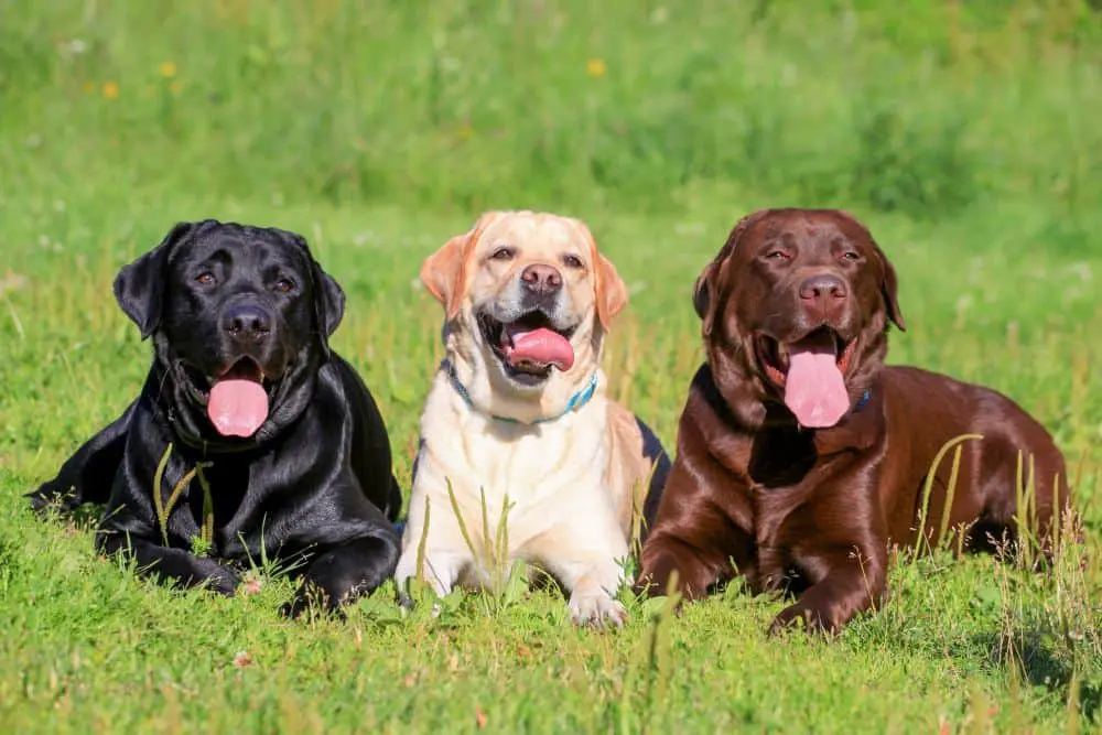 Image Result For Golden Retriever Vs Yellow Lab Image Result For Golden Retriever Vs Yellow Lab