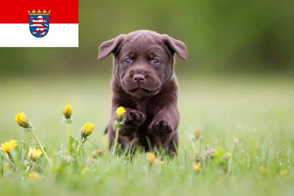Labrador Züchter mit Welpen Hessen