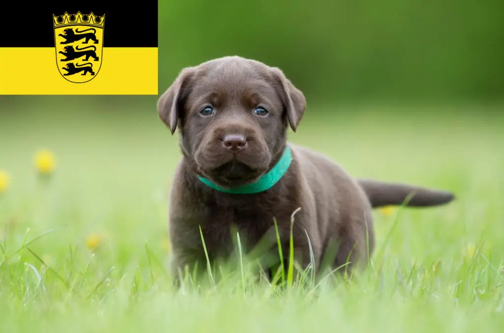 Labrador Züchter mit Welpen Baden-Württemberg