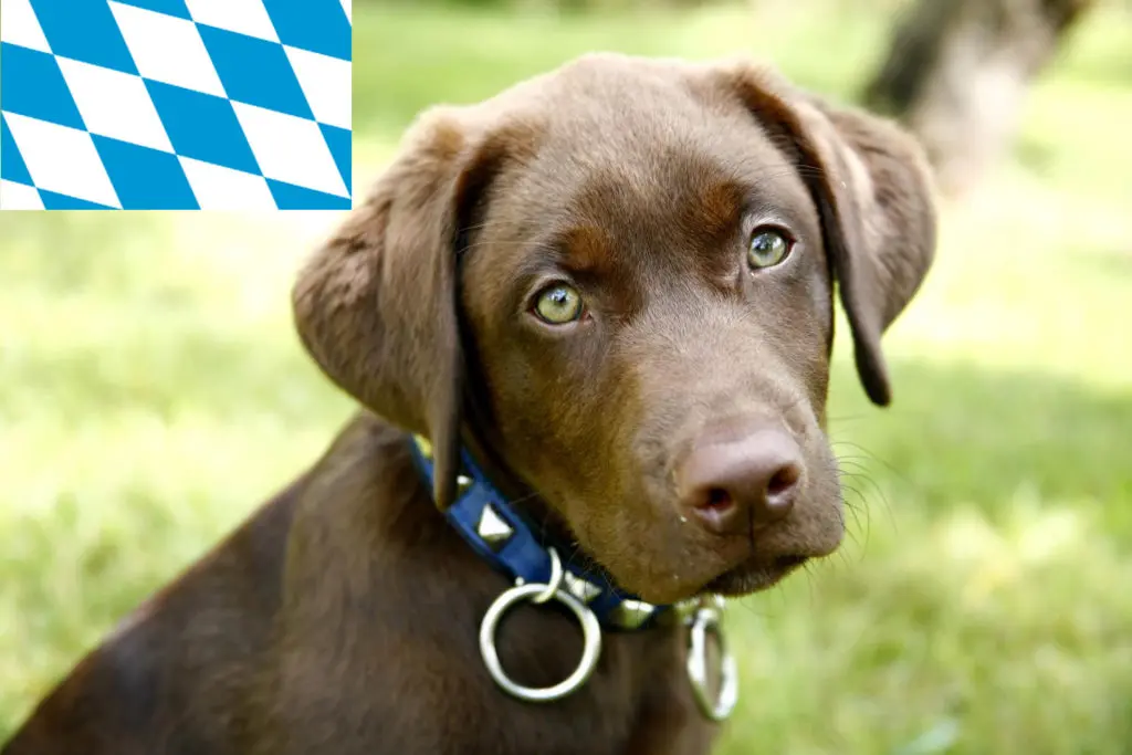 Labrador Züchter mit Welpen Bayern