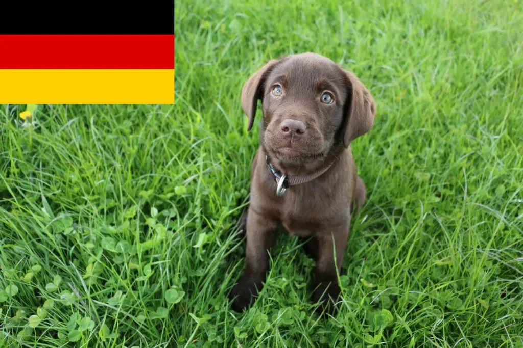 Labrador Züchter mit Welpen Deutschland