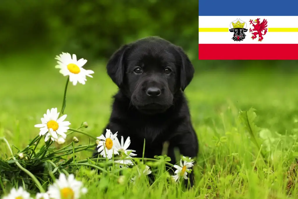 Labrador Züchter mit Welpen Mecklenburg-Vorpommern