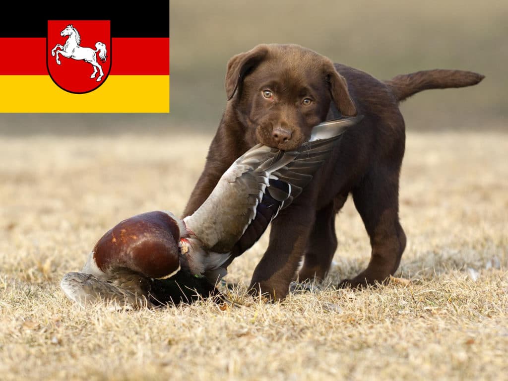 Labrador Züchter mit Welpen Niedersachsen