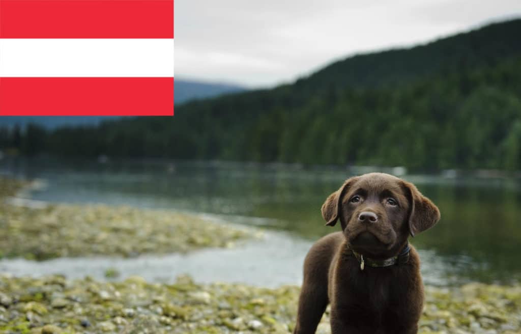 Labrador Züchter mit Welpen Österreich