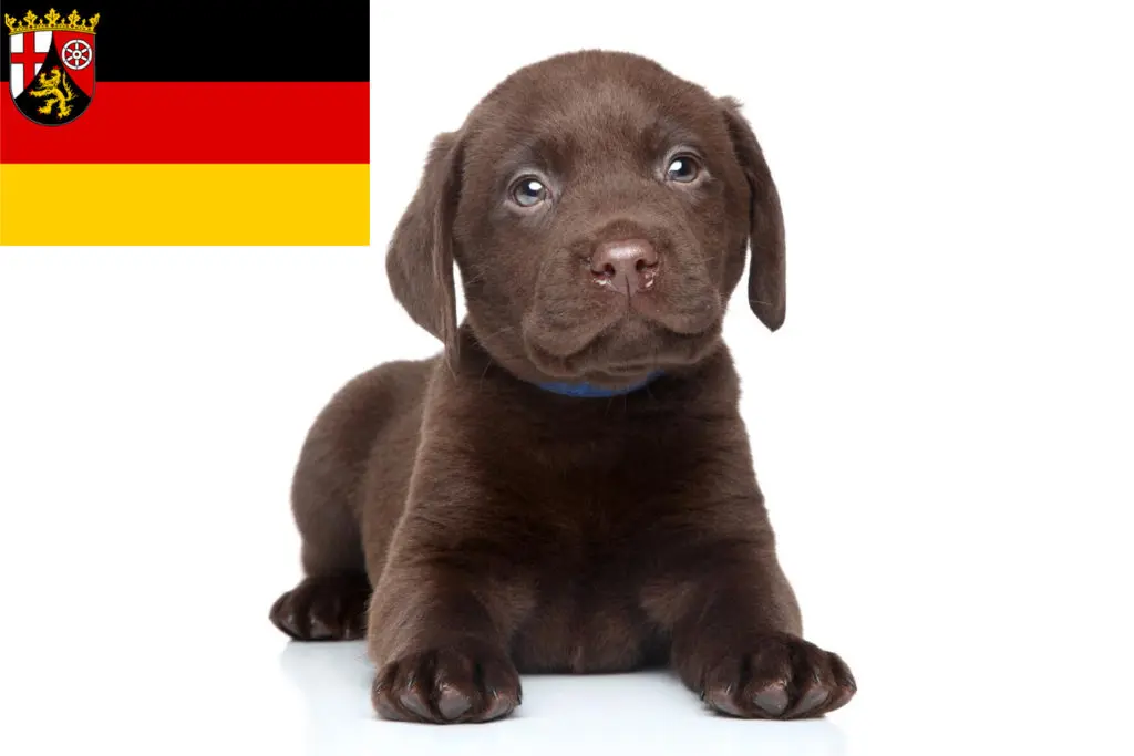 Labrador Züchter mit Welpen Rheinland-Pfalz