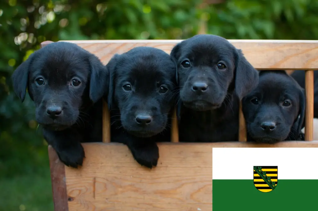 Labrador Züchter mit Welpen Sachsen