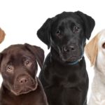 Anzeigen für Labrador in Not, Labrador Welpen und Labrador Deckrüden