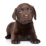 Labrador Anzeigen