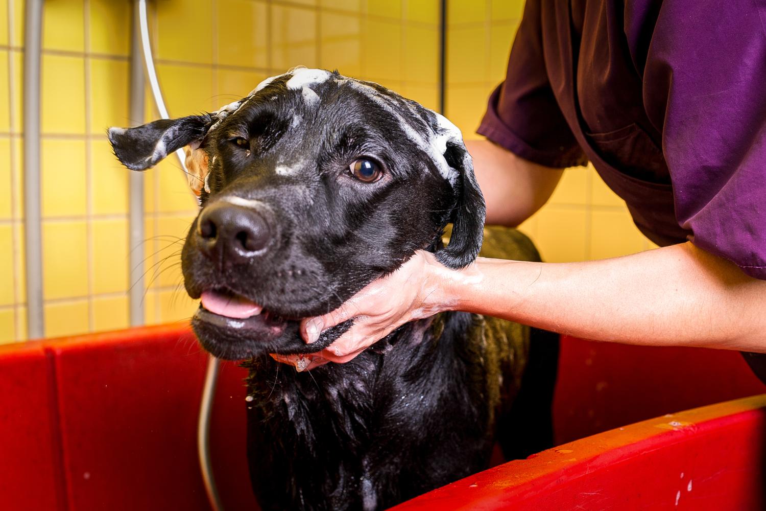 Soll ich den Labrador baden? Nein! Nur im äußersten Notfall ist Hundeschampoo die richtige Wahl!