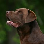 Labrador Deckrüde
