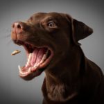 Labrador Ernährung und Futter