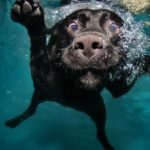 Labrador Fotos und Bilder