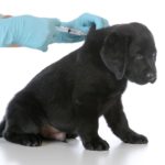 Labrador Impfungen - Was ist nötig, welche Impfung ist nicht sinnvoll?