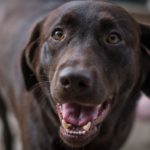 Gib einem Labrador in Not eine zweite Chance!