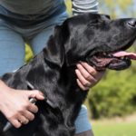 Labrador Pflege, Fellpflege