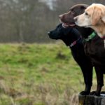 Labrador Retriever Charakter - Was macht einen Labrador aus?
