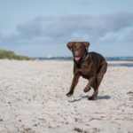 Mit dem Labrador Reisen und Urlaub machen. Die schönste Zeit des Jahres zusammen verbringen.