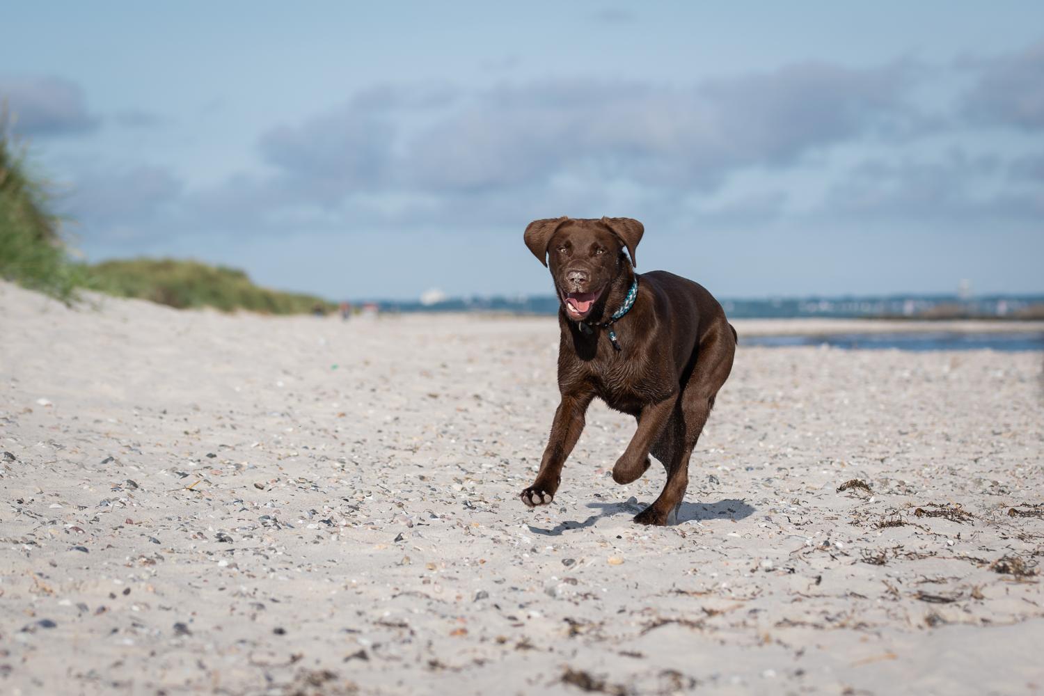 Einstiegsschutz Auto Hund: So bleibt dein Auto sauber und dein Hund sicher!  