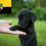 Labrador Züchter und Welpen in Sachsen-Anhalt