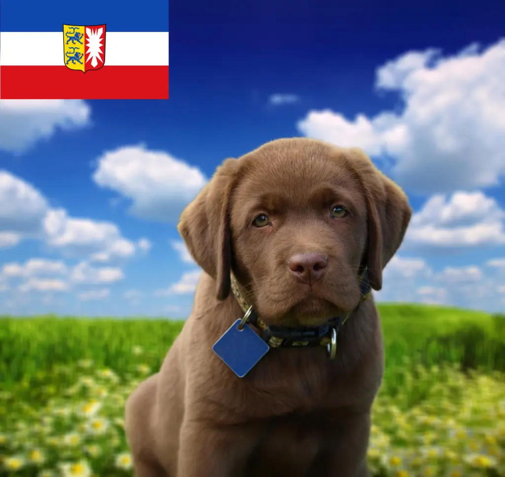 Labrador Züchter mit Welpen Schleswig-Holstein
