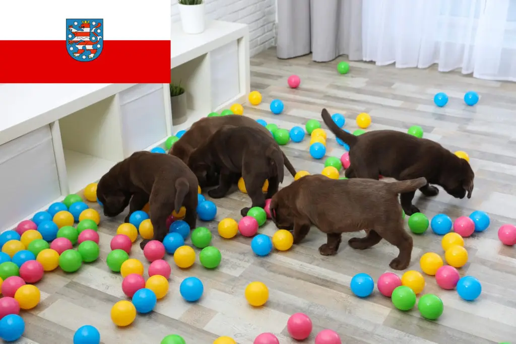 Labrador Züchter mit Welpen Thüringen
