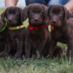 Labrador Welpen - so findest Du gesunde Welpen in Deiner Nähe!
