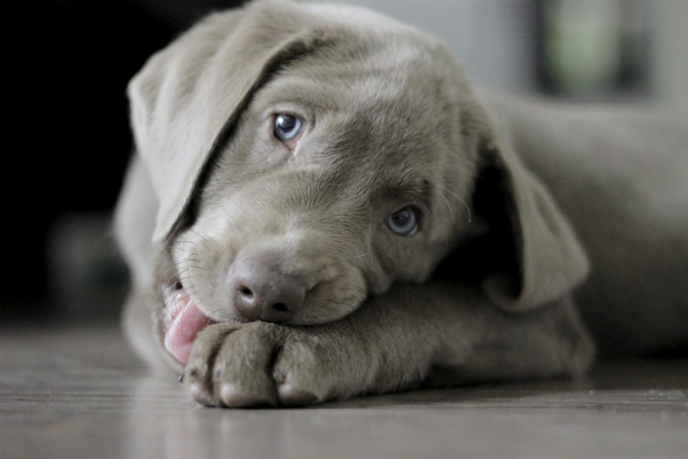 Charcoal Labrador Silberner Labrador DiluteGen LabradorSeite.de