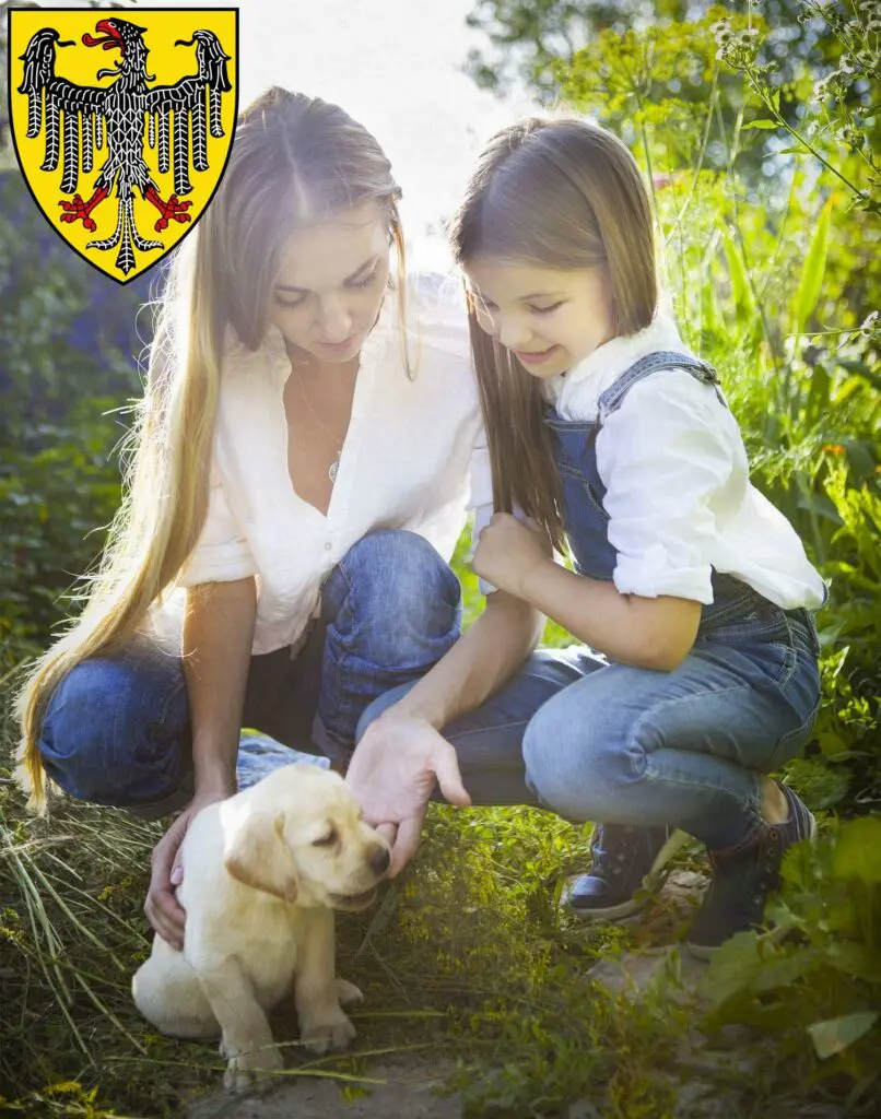 Labrador Züchter mit Welpen Aachen, Nordrhein-Westfalen