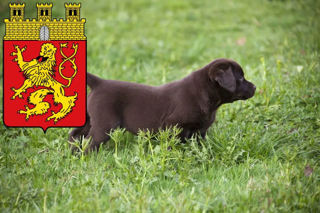 Labrador Züchter mit Welpen Altenkirchen (Westerwald), Rheinland-Pfalz