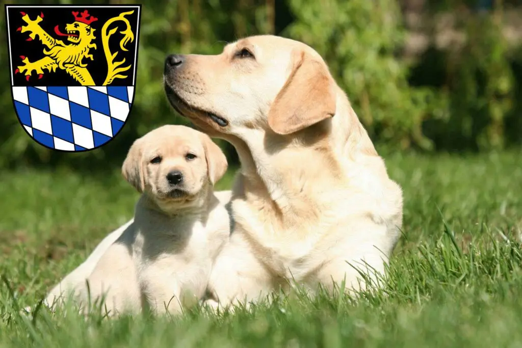 Labrador Züchter mit Welpen Amberg, Bayern