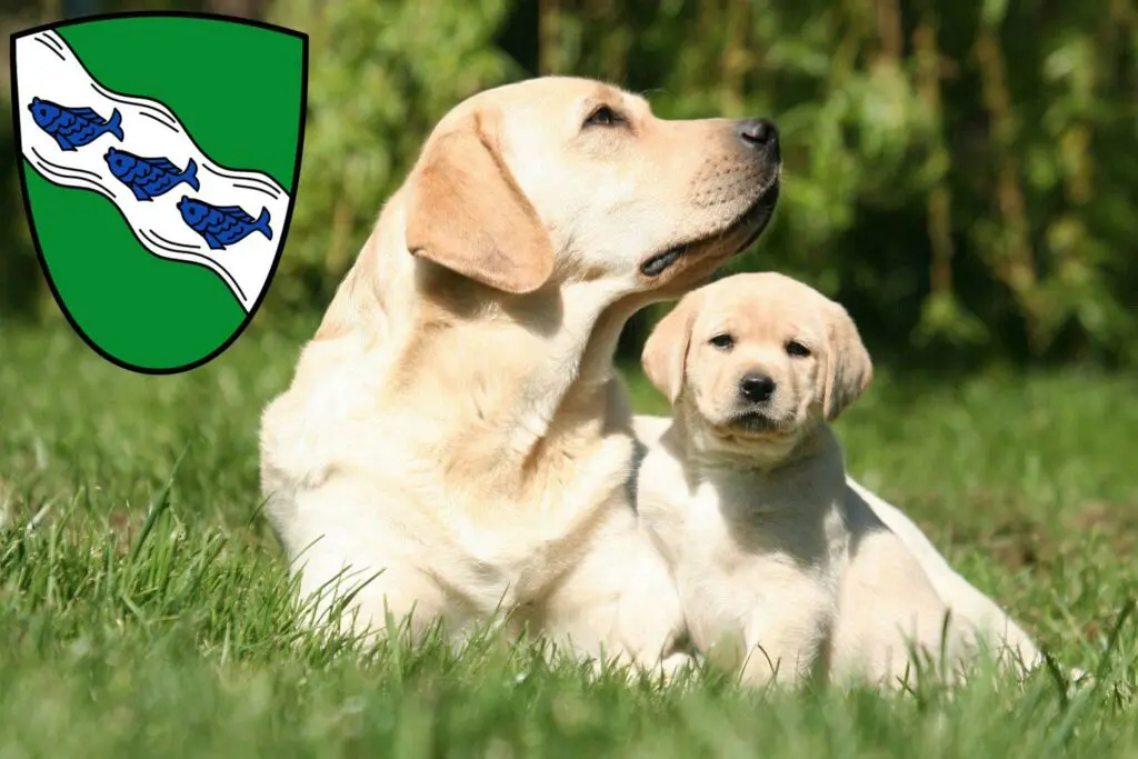 Labrador Züchter mit Welpen Ansbach, Bayern