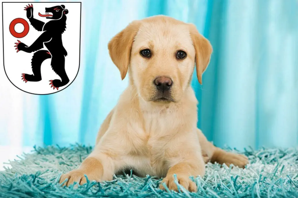 Labrador Züchter mit Welpen Appenzell, Schweiz