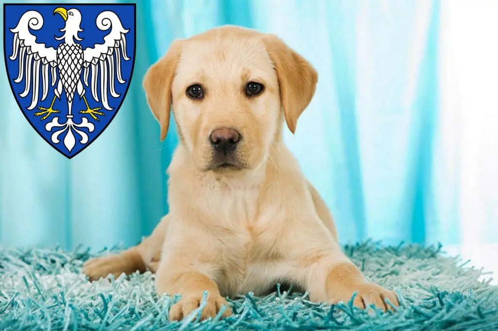 Labrador Züchter mit Welpen Arnsberg, Nordrhein-Westfalen
