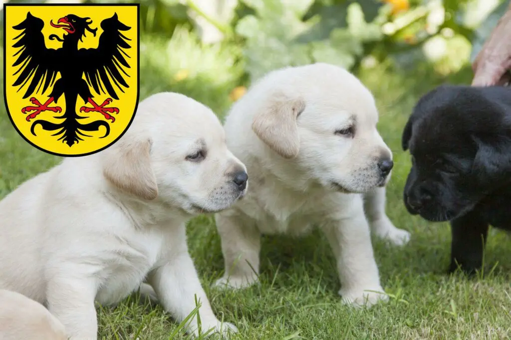 Labrador Züchter mit Welpen Arnstadt, Thüringen