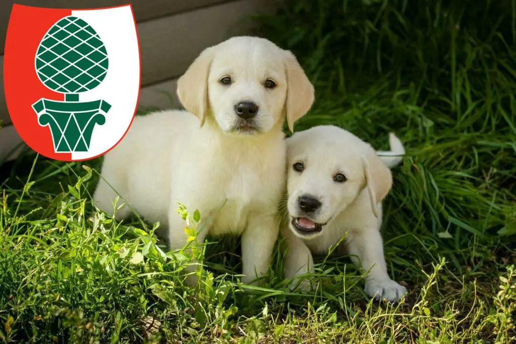 Labrador Züchter mit Welpen Augsburg, Bayern