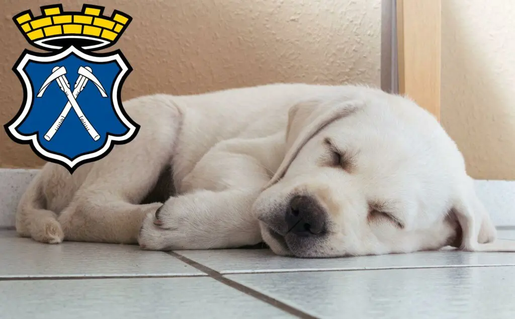 Labrador Züchter mit Welpen Bad Homburg vor der Höhe, Hessen