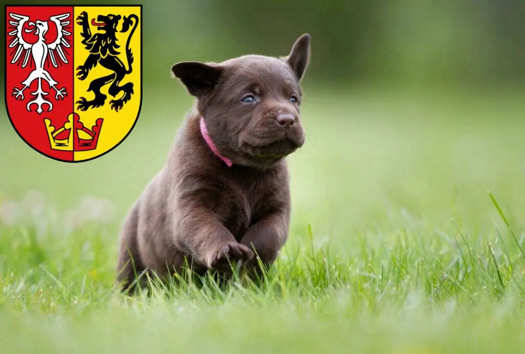 Labrador Züchter mit Welpen Bad Neuenahr-Ahrweiler, Rheinland-Pfalz