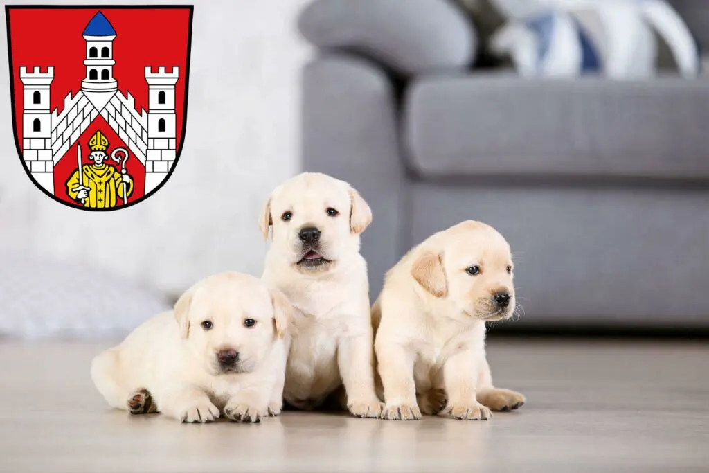 Labrador Züchter mit Welpen Bad Neustadt an der Saale, Bayern