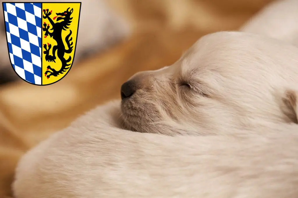Labrador Züchter mit Welpen Bad Reichenhall, Bayern