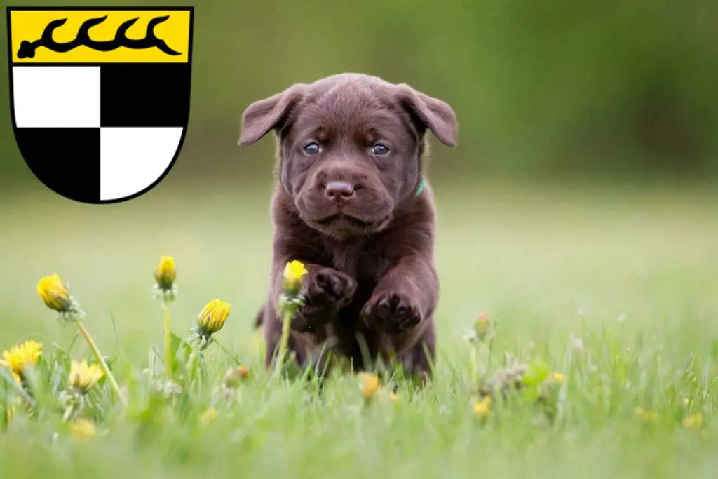 Labrador Züchter mit Welpen Balingen, Baden-Württemberg