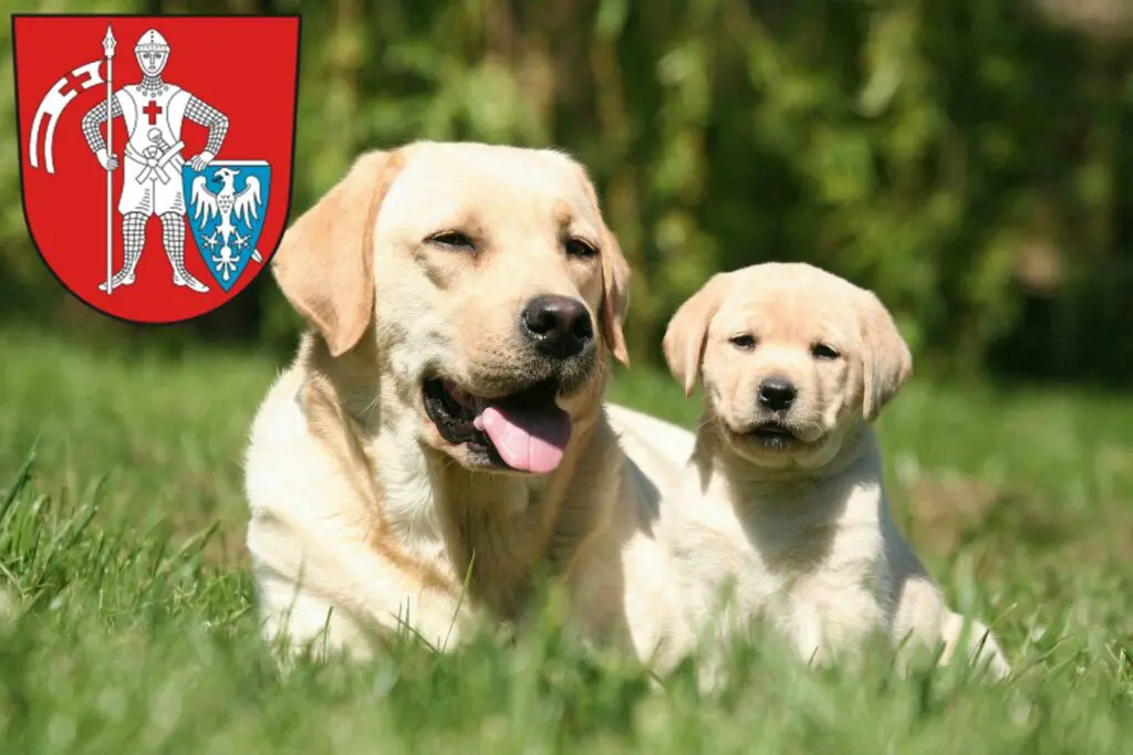 Labrador Züchter mit Welpen Bamberg, Bayern