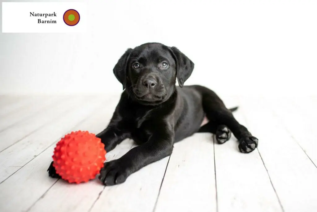 Labrador Züchter mit Welpen Barnim, Brandenburg