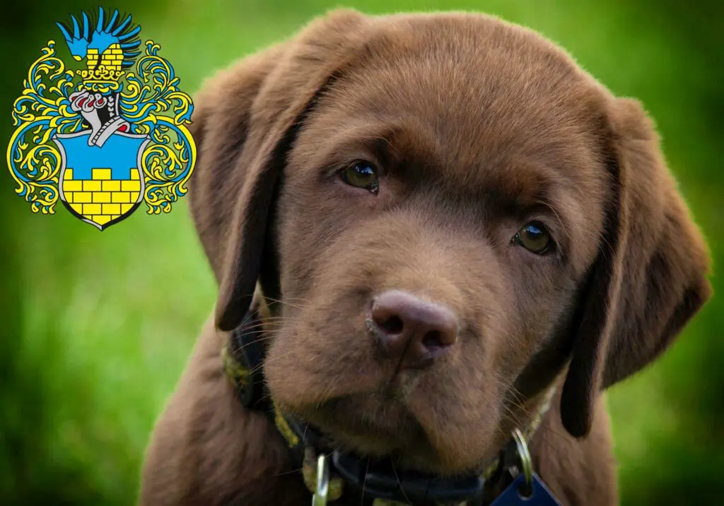 Labrador Züchter mit Welpen Bautzen, Sachsen