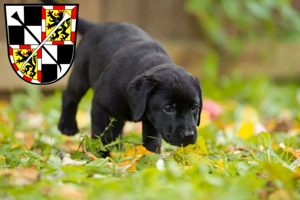 Labrador Züchter mit Welpen Bayreuth, Bayern