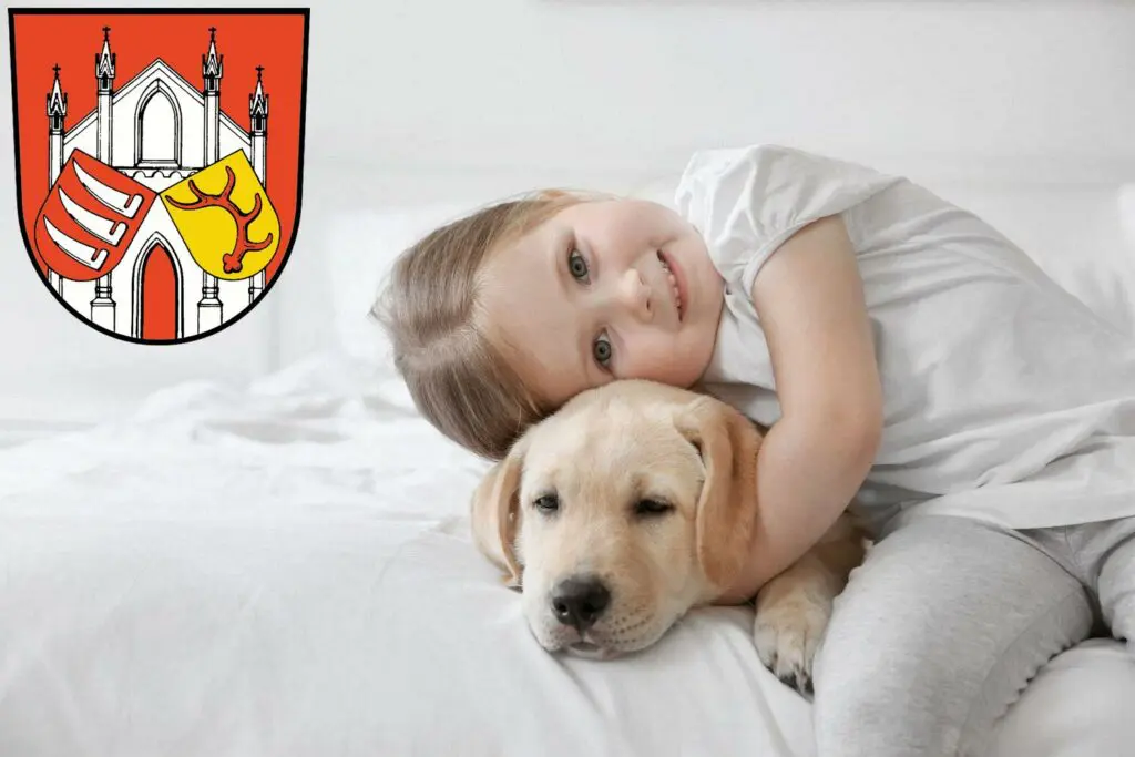 Labrador Züchter mit Welpen Beeskow, Brandenburg